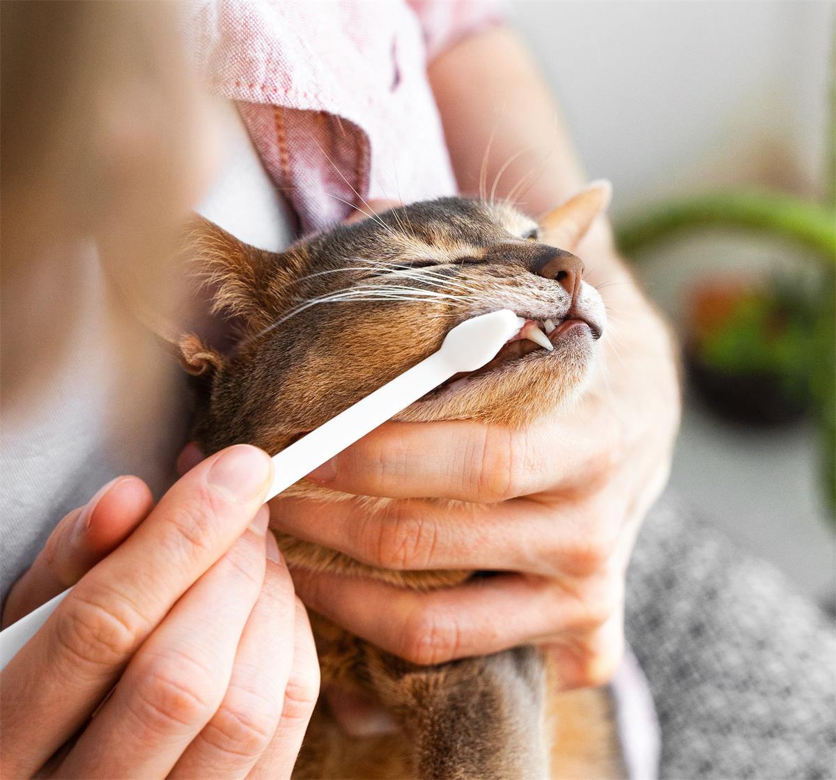 Brushing your cats teeth